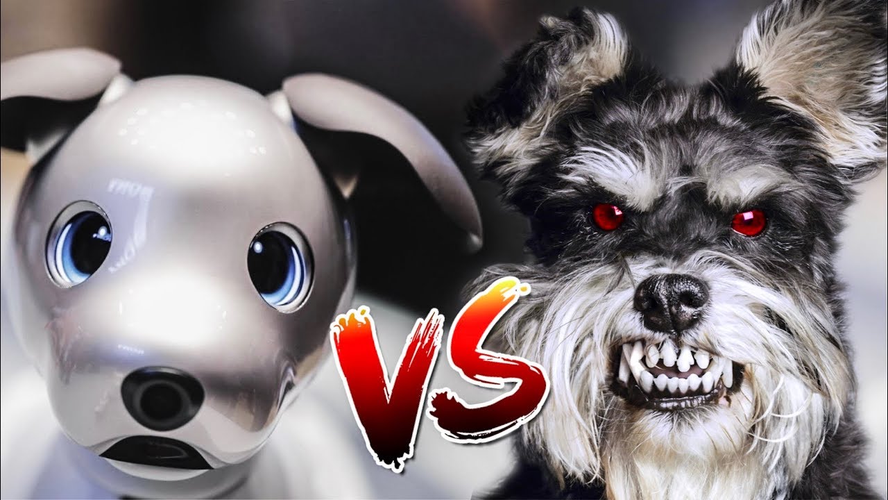 Sony Aibo V.S. Angry Puppies