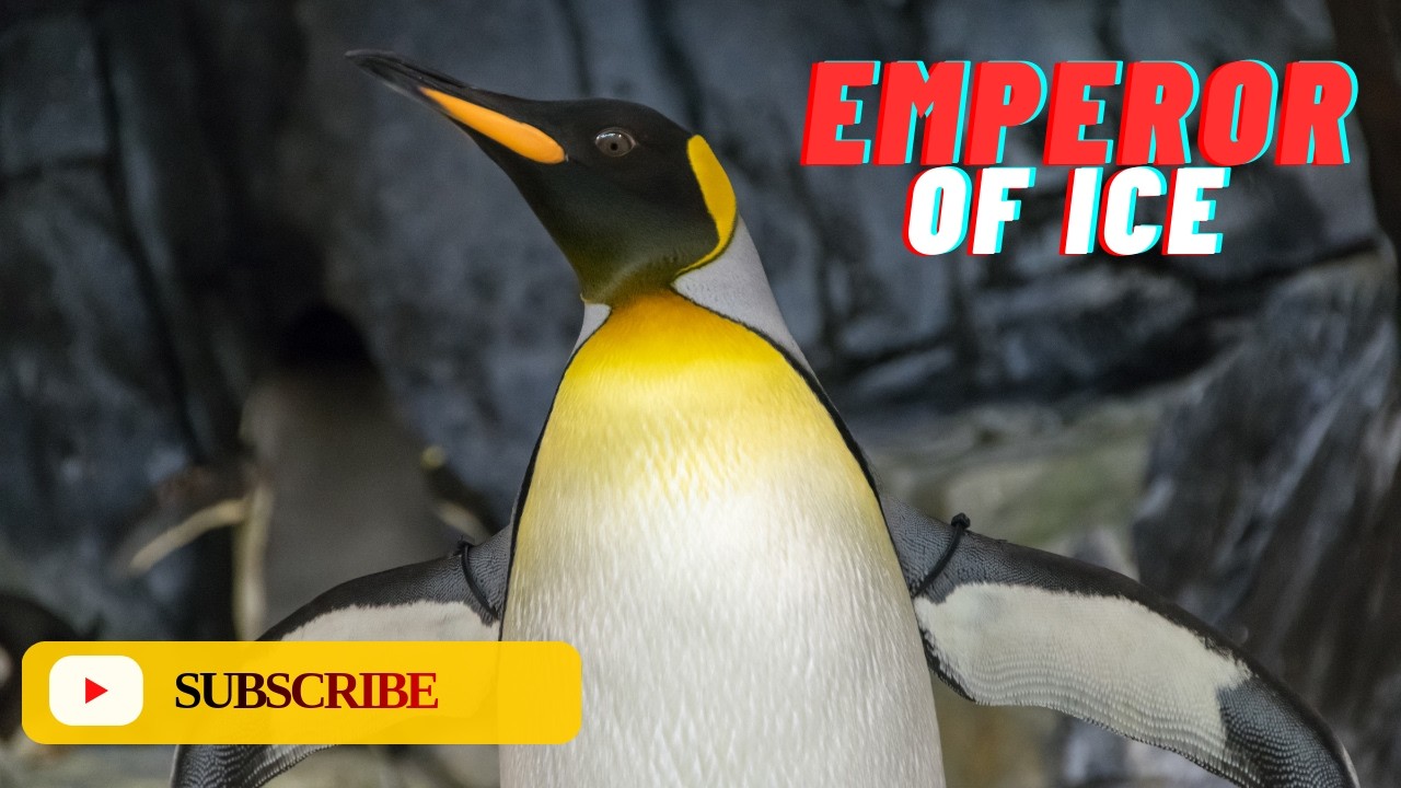 Penguins: Description, Habitat, Species, & True Facts