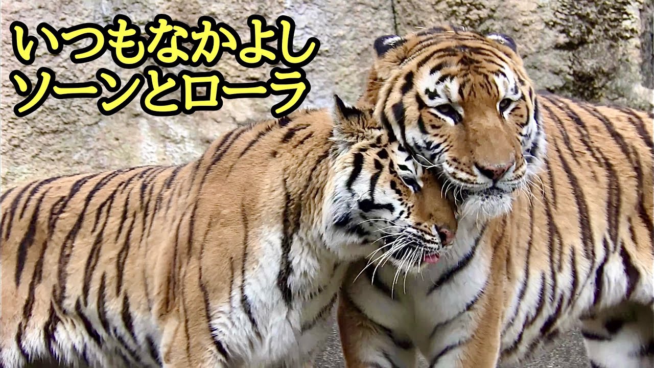 アムールトラ　ソーンくんとローラちゃん　とてもなかよしです【浜松市動物園】Amur tiger Son-kun Lora-chan Hamamatsu Zoo 