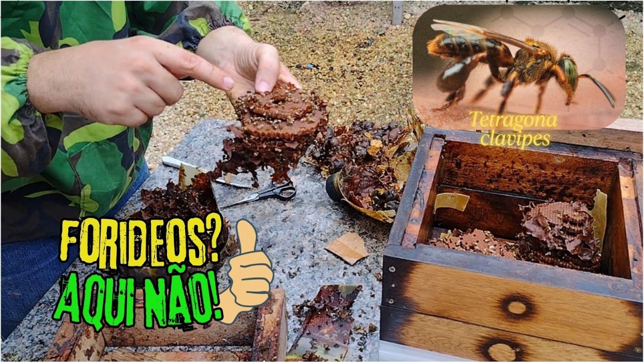 Transferência Top de abelha borá, a técnica funciona! #meliponicultura