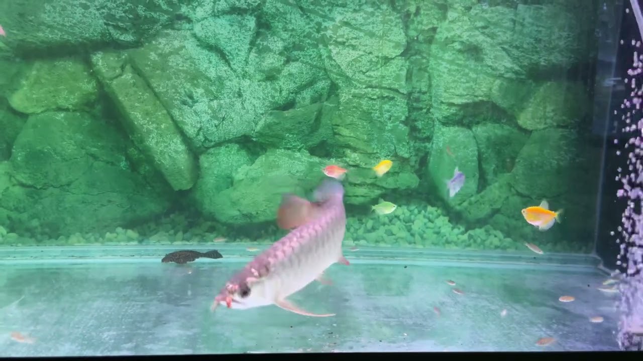 Malaysian golden blue base Arowana 