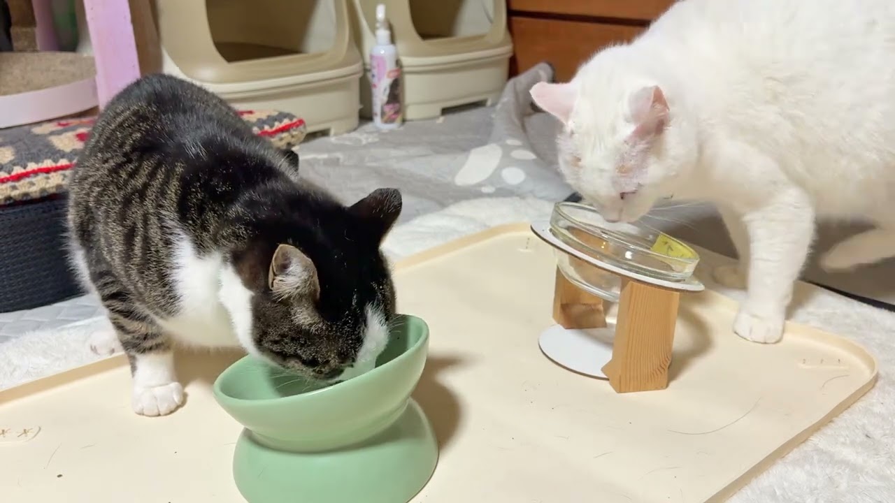 温めたウェットフードの夕ごはんを配膳します【26年2月21日その5】