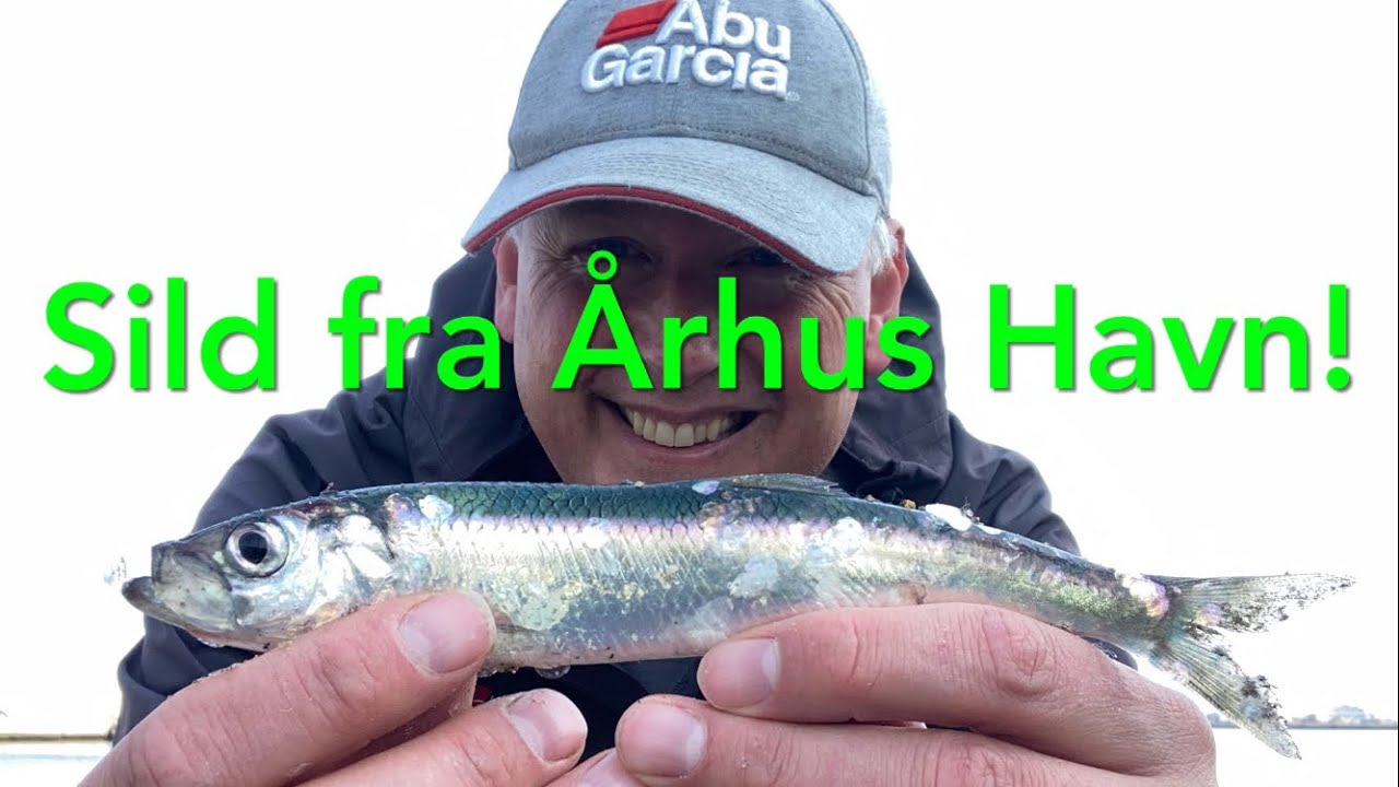 Sild fra Århus havn!
