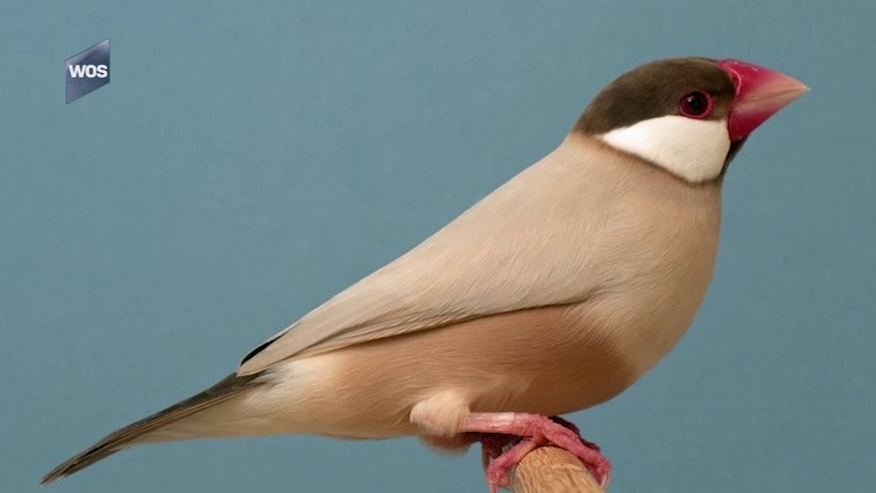 Maaslander wint op NK Vogel