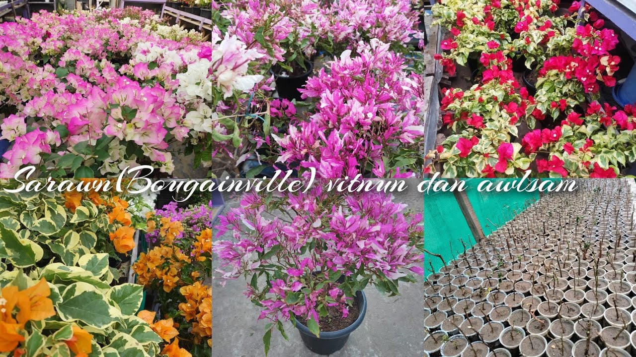 Sarawn( Bougainvillea) awlsam tak a vih dan.. En ngei2 tur aw