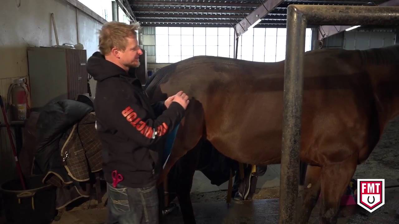 Rocktape - Equine Taping Instruction for Lumbar