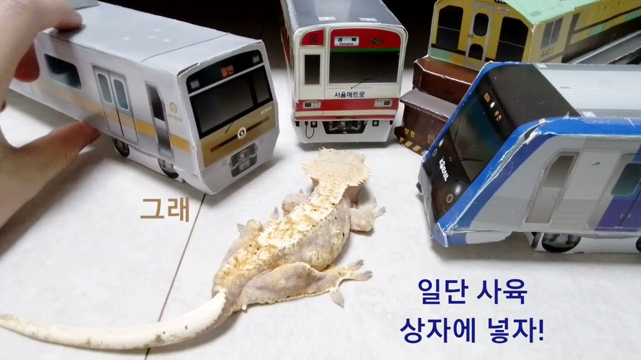 애완동물 입양