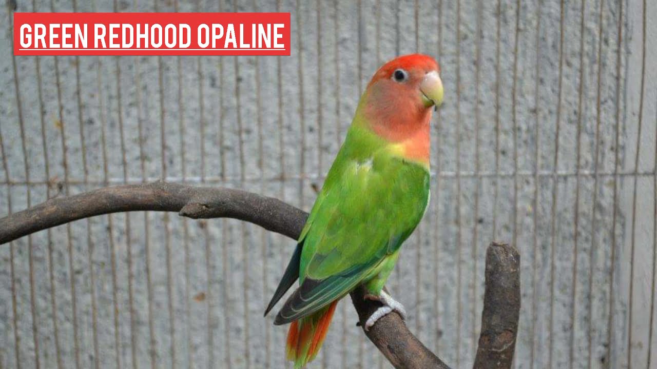 What is your Lovebird mutation name / Agapornis roseicollis / non ring Lovebirds