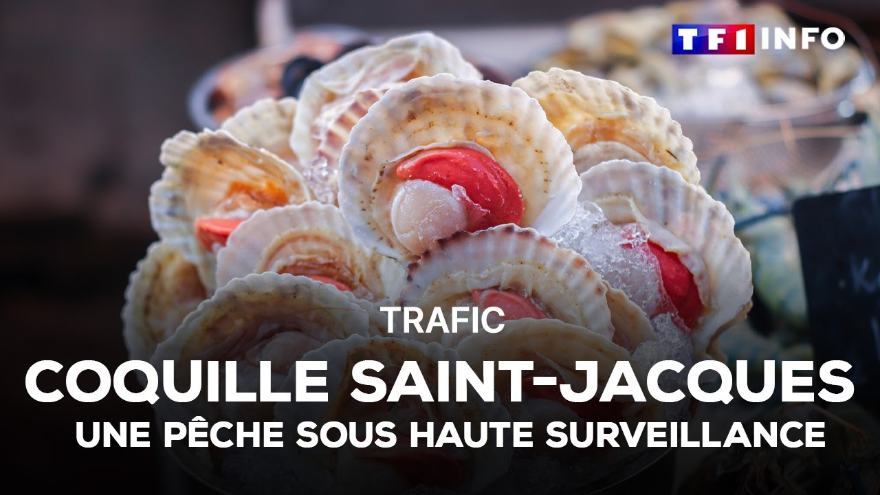Trafic de coquilles Saint-Jacques : une pêche sous haute surveillance｜TF1 INFO