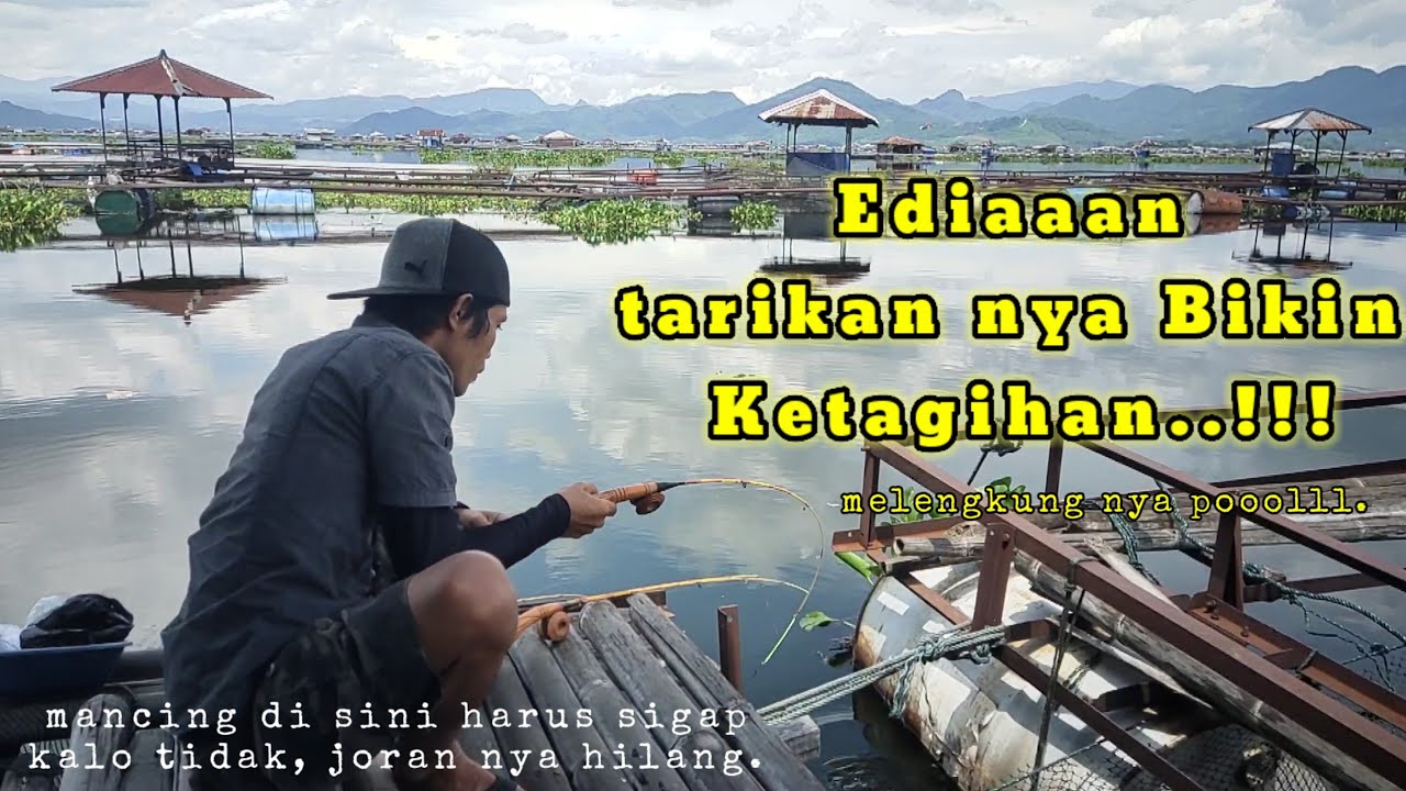 Di sambar ikan terus menerus tiada henti henti nya - Mancing KJA Cirata terbaru..!!!