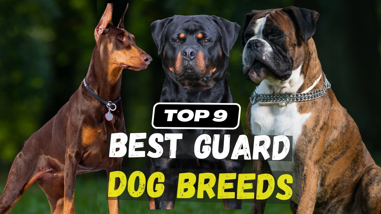 9 Best Guard Dog Breeds in the World