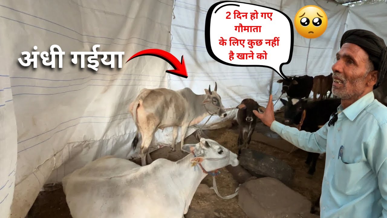 नंदगाँव की एक ऐसी गौशाला यहाँ 2 दिन से गौमाता के लिए कुछ नहीं है खाने को || गौ माता 