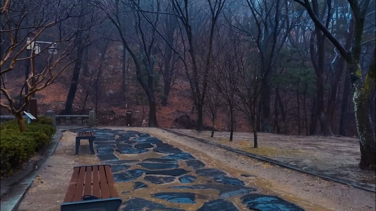 Soothing Rainy Day Vibes With Forest Rain🌧️Easy to Deep Sleep, Relaxation, And A Peaceful Night