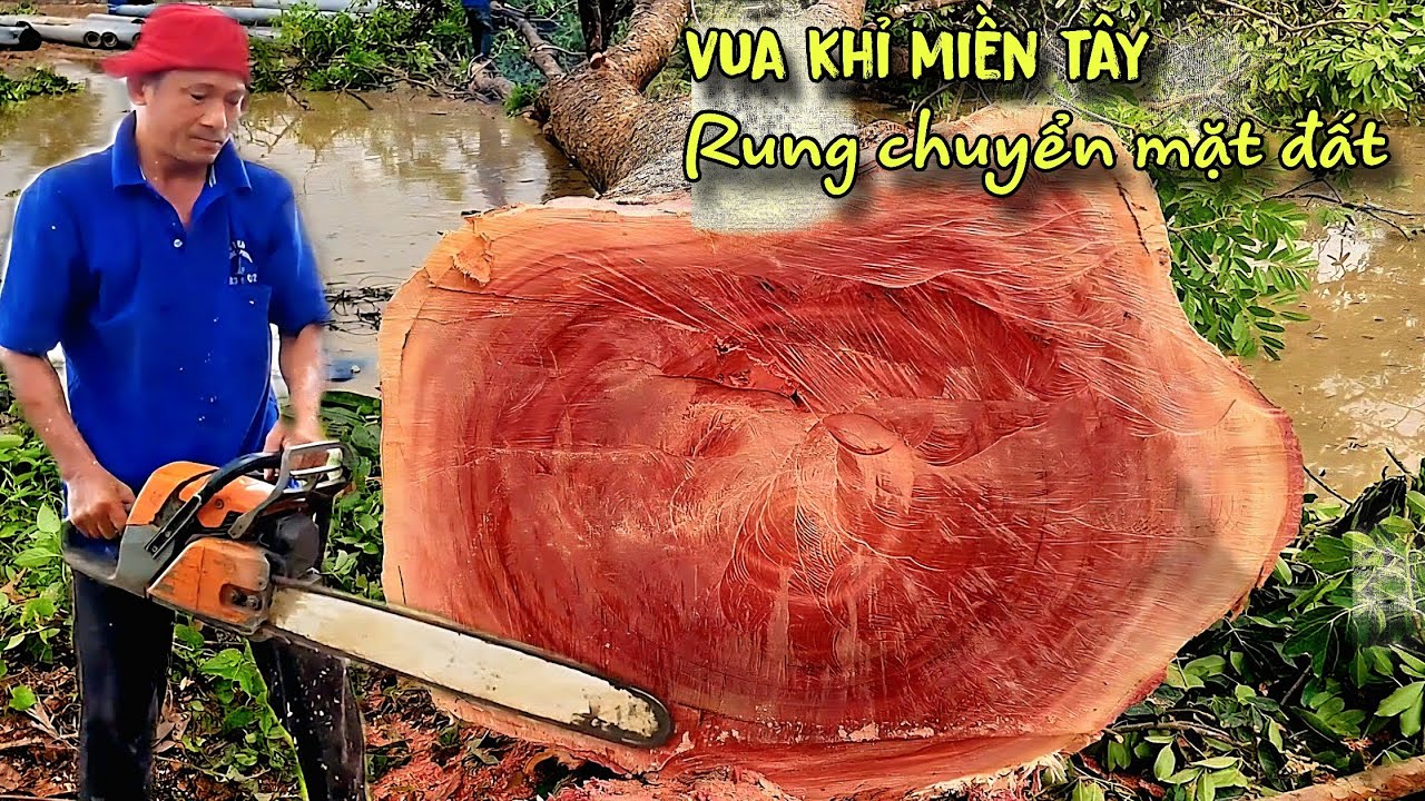 Mặt đất rung chuyển. Vua Khỉ cưa cây Xà Cừ siêu to xe cẩu kéo không nổi Cái Bè Tiền Giang