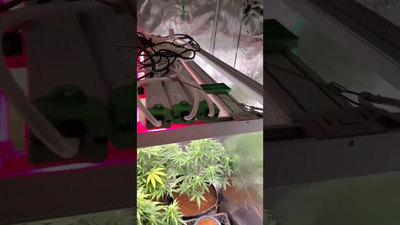 ADlite Series with FC-E4800 LED Grow Light will help produce a better quality buds!📸@medicalgrower42