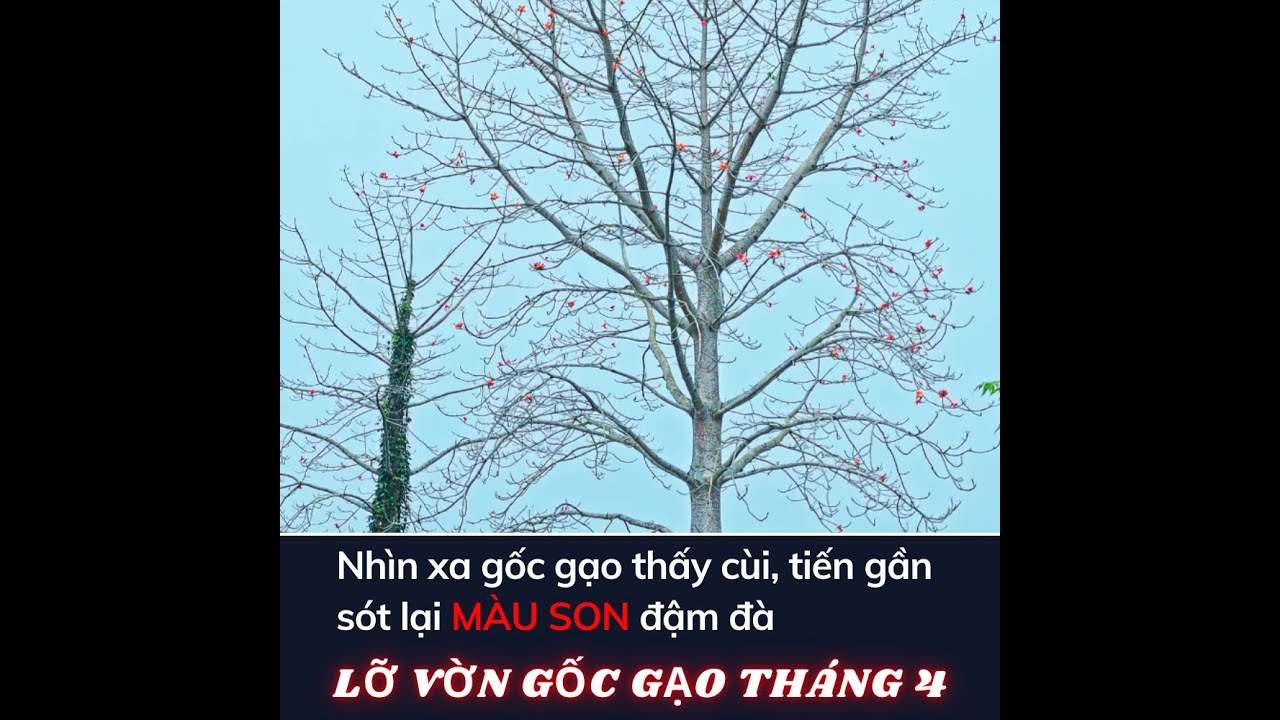 LỠ VỜN GỐC GẠO THÁNG TƯ  |XÓM ĐÔNG XUÂN 2024