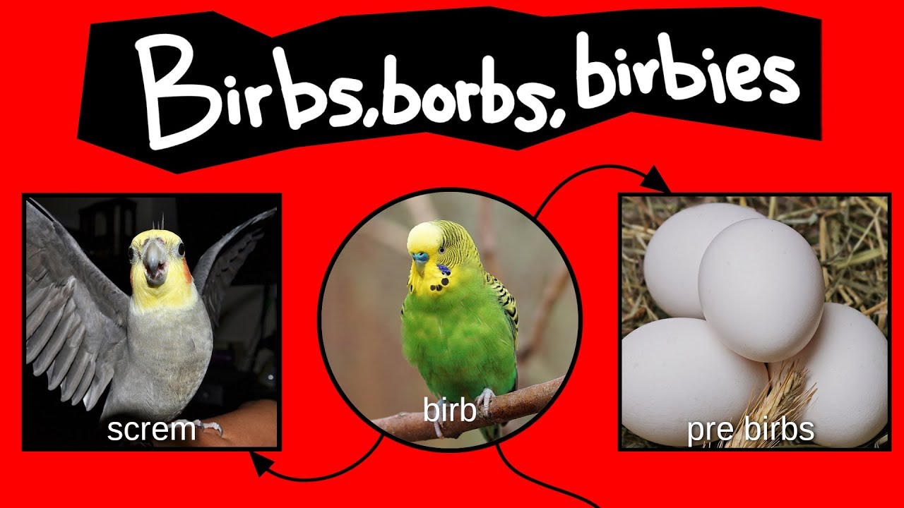 Birbs, borbs, and birbies&mdash;Internet Names for Birds