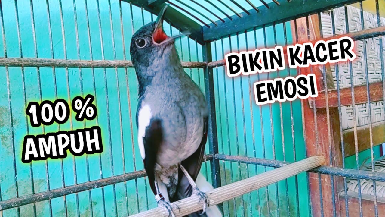 BIKIN KACER EMOSI SEKETIKA NYAUT !! PANCINGAN KACER BETINA GACOR MEMANCING JANTAN AGAR BUNYI