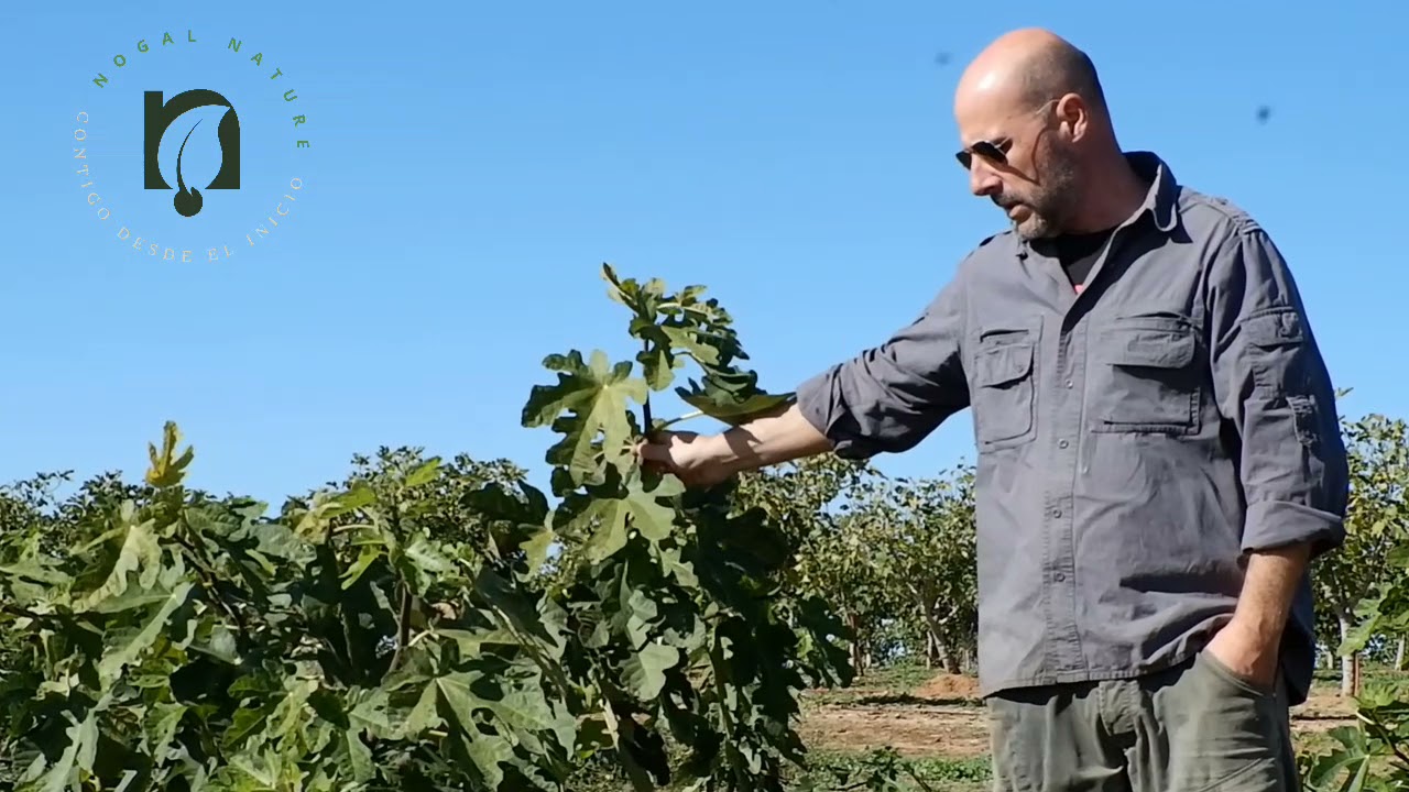 El cultivo de la higuera, contado por Luis Cortés, cliente de Nogalnature