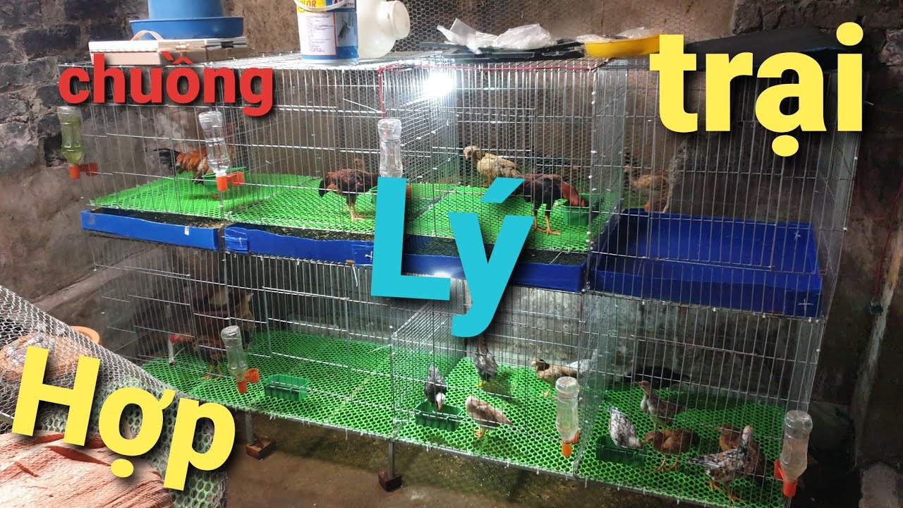 Gà tre Bắc : cách làm chuồng dễ dọn tiện lợi gà thoáng ít bệnh