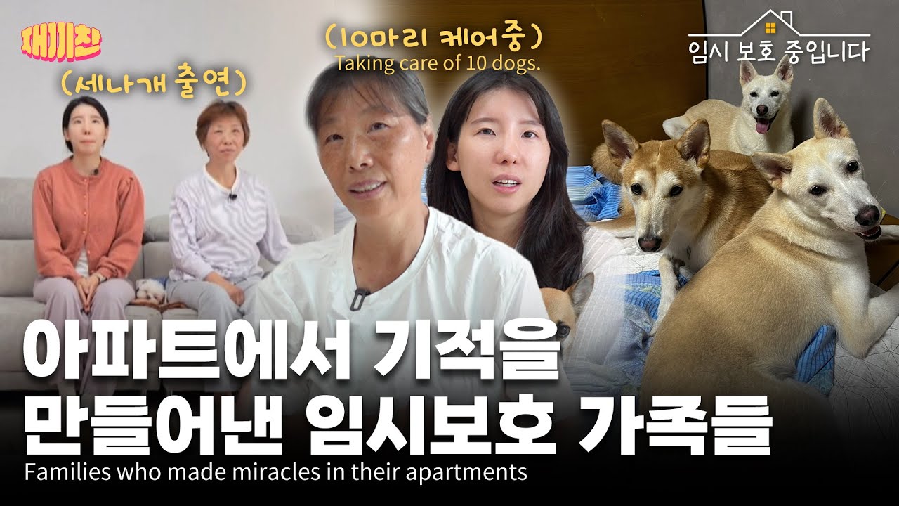 생명을 살리기 위해 10마리 강아지들에게 아파트를 내어주게 된 사연 The Story of How 10 Puppies Were Given a Home in an Apartment