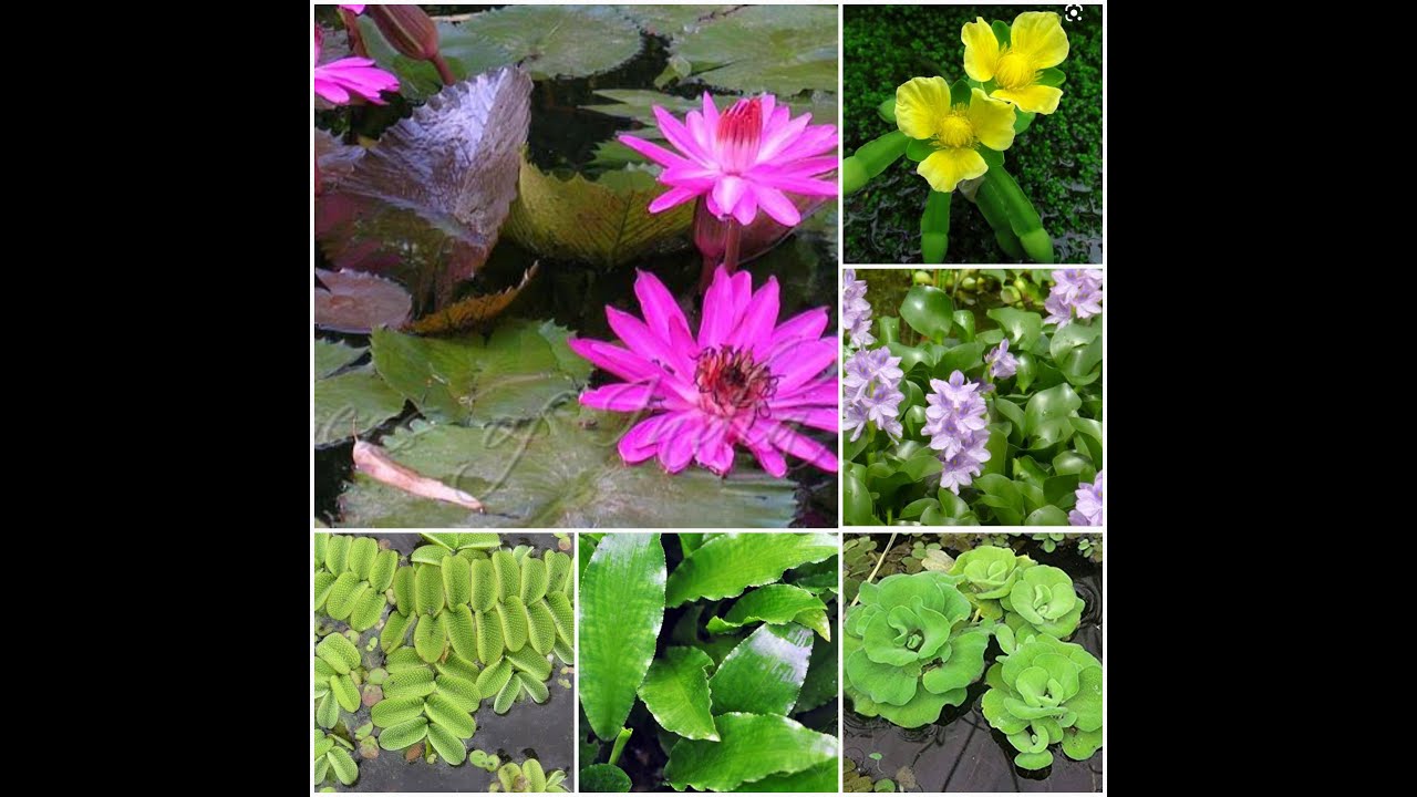 HYDROPHYTES / AQUATIC PLANTS - FACTS &  USES