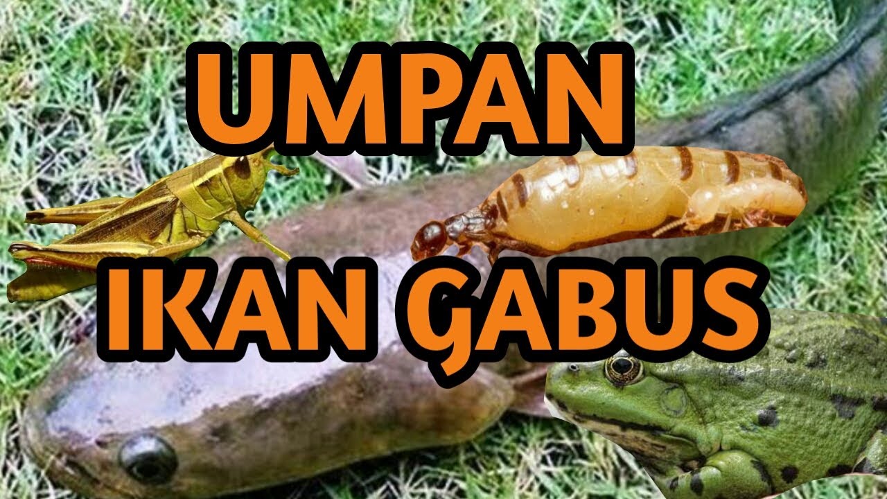 umpan ikan gabus alami