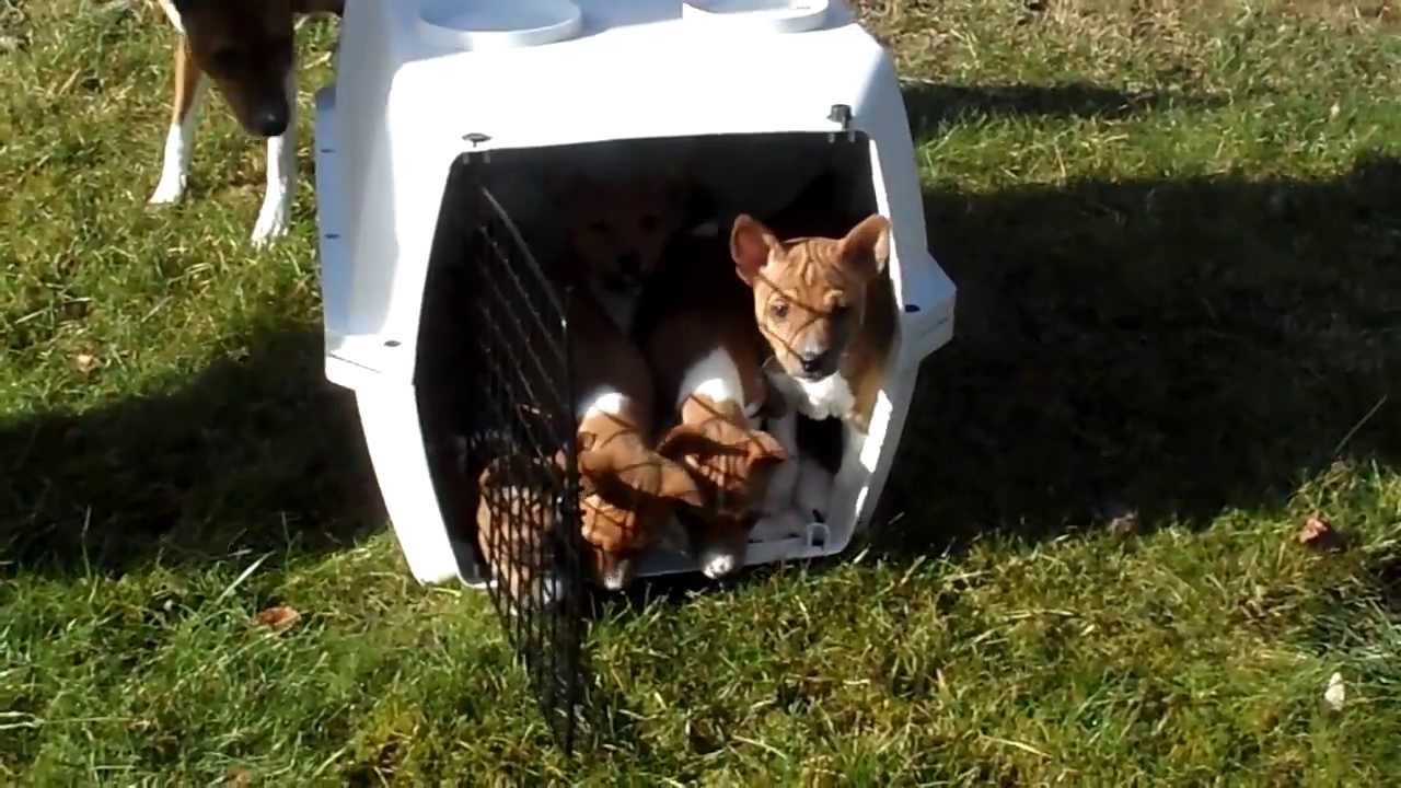 Basenji Welpen, das 1. Mal draußen1 040214