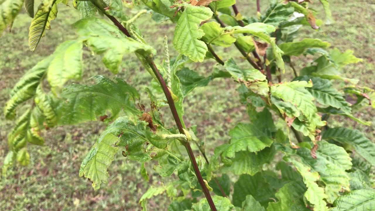 Five year old Chestnuts blooming