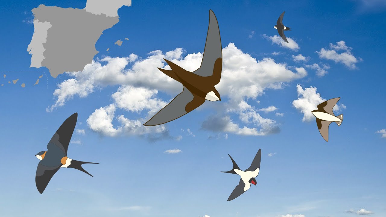 Cómo diferenciar TODAS las golondrinas, aviones y vencejos de la PENÍNSULA IBÉRICA
