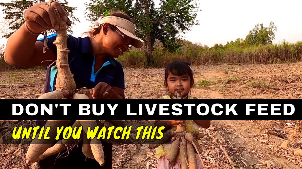 Farm life - FREE Livestock Feed