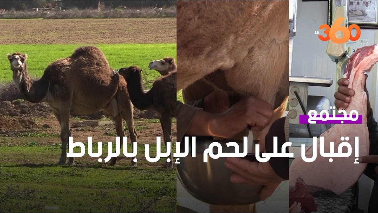 تعرفوا كيف تربية الإبل بضواحي الرباط توفر الحليب واللحوم‎‎