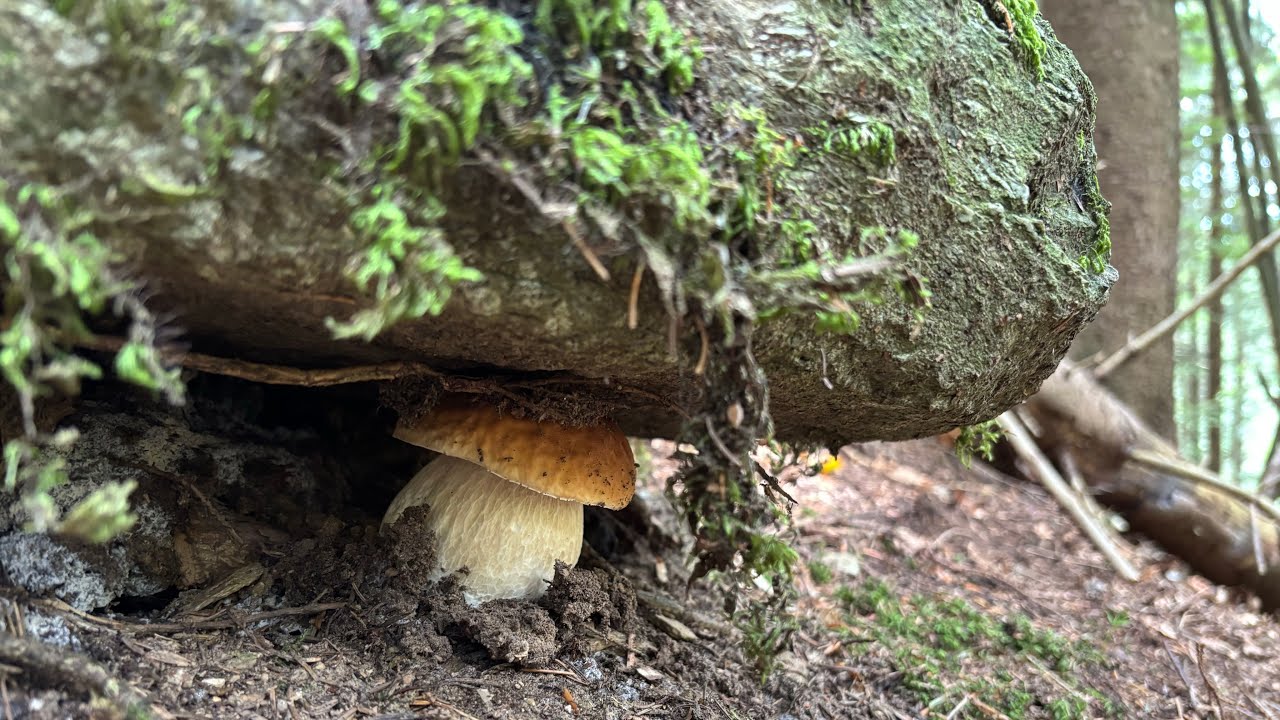 Porcini a non finire, un giro in compagnia 🍄‍🟫 - FUNGHI PORCINI VALTELLINA 09/2025