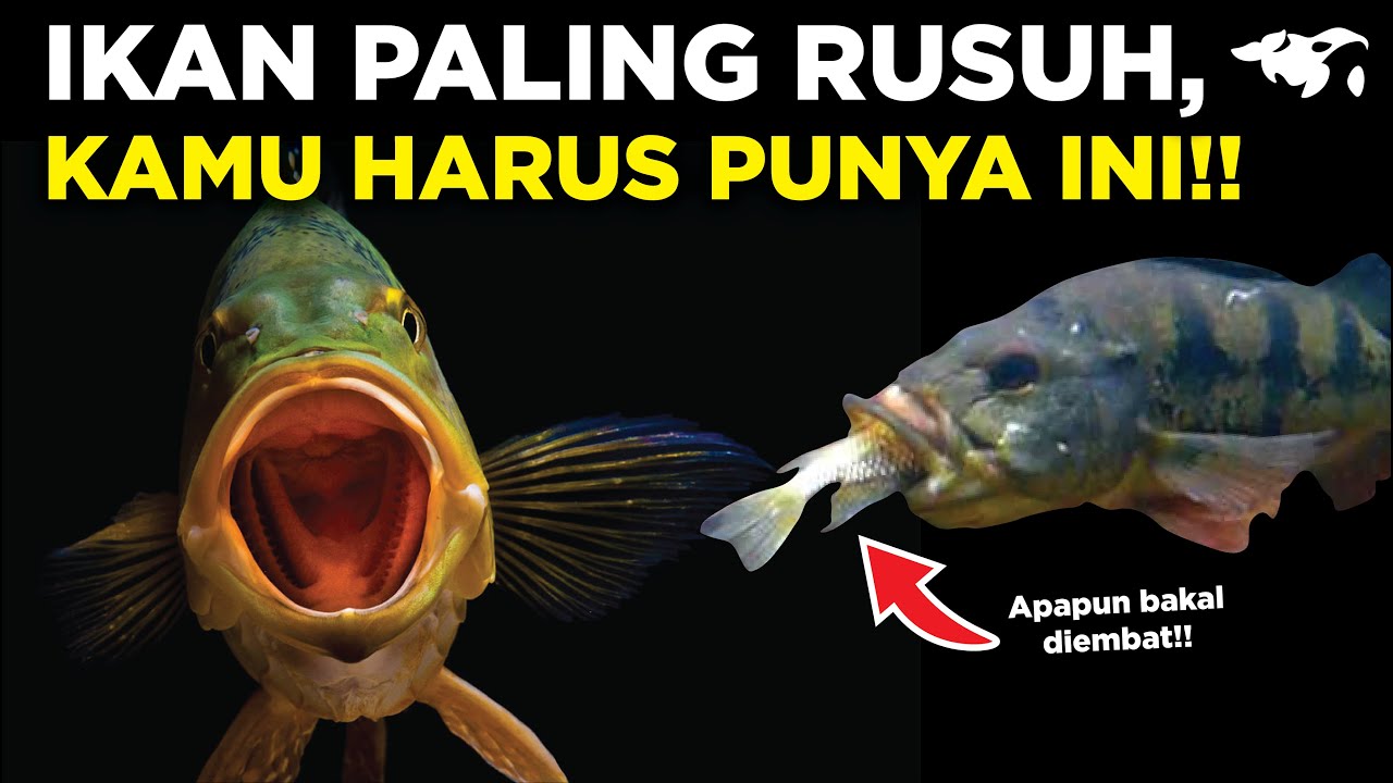 GANAS NGAB!! INILAH 5 JENIS IKAN PEACOCK BASS YANG POPULER DI INDONESIA, KAMU PUNYA YANG MANA?