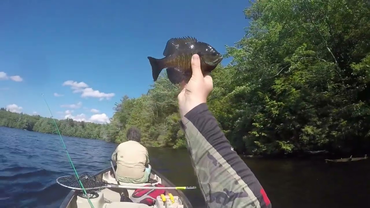 Otis Smallies