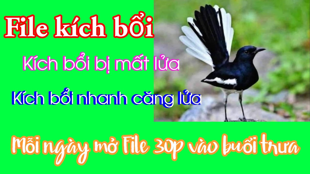 File luyện chòe than đi giàn Cafe. Kích chòe than bổi hót múa