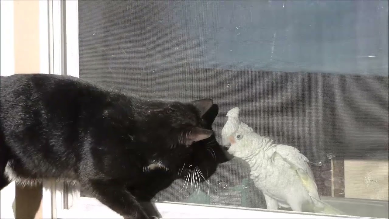 My parrot Peaches isn't afraid of cats! 1/29/23 #shorts #goffins cockatoos