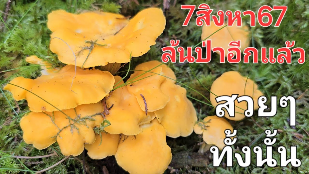 เก็บเห็ดป่าเดิม🍄🍄 เพิ่มเติมคือเห็ดเยอะมากๆๆๆๆ🍄🍄 เลือกเอาแต่สวยๆ(อยู่ในช่วงหยิ่งเลือกได้)🤣🤣🤣