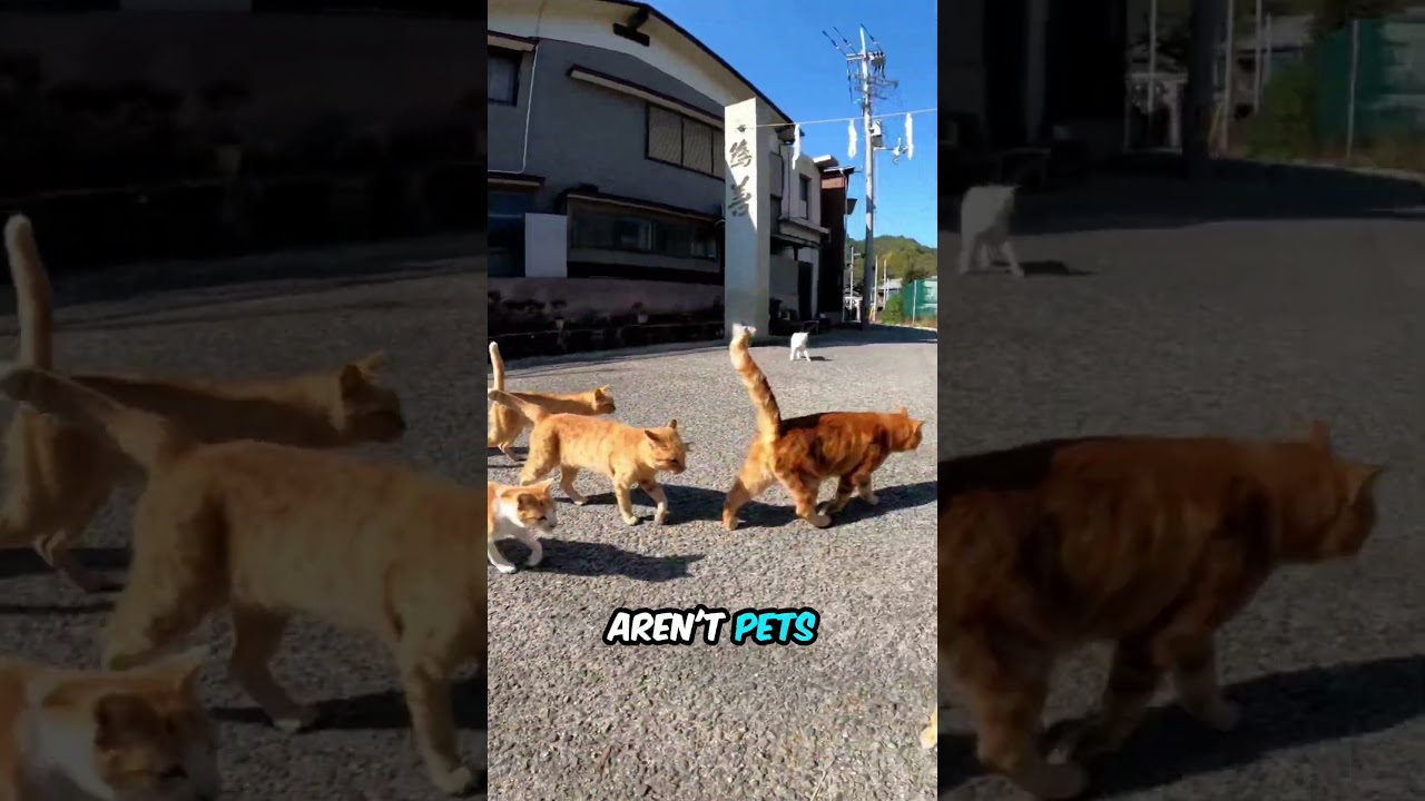This Island Has More Cats Than People (It's Purrfection!) #shorts