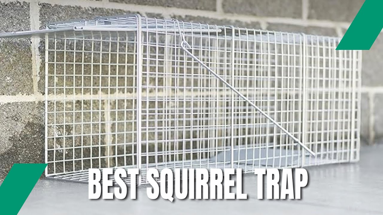 Best Squirrel Trap - Researched by Expert!