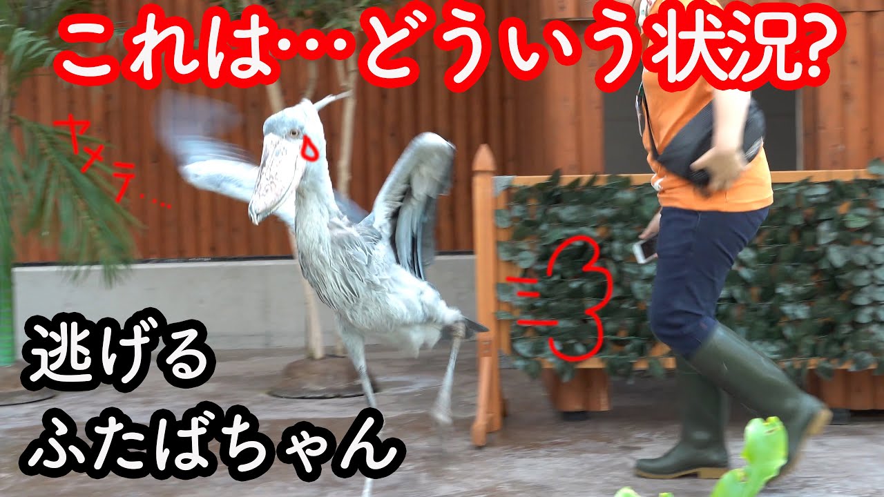 名場面で綴る!ハシビロコウふたばちゃんとの思い出 part1「私はコレでふたばちゃんにハマりました」掛川花鳥園のハシビロコウふたば