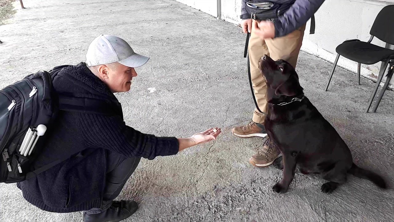 За кучетата и хората Част 1. Служебните кучета в помощ на хората с увреждания