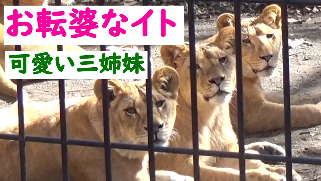お転婆なイトちゃんも可愛すぎて涙が出るほど😄オリト三姉妹フウ・レイ・イト【オリトとイオの山あり谷あり３９】