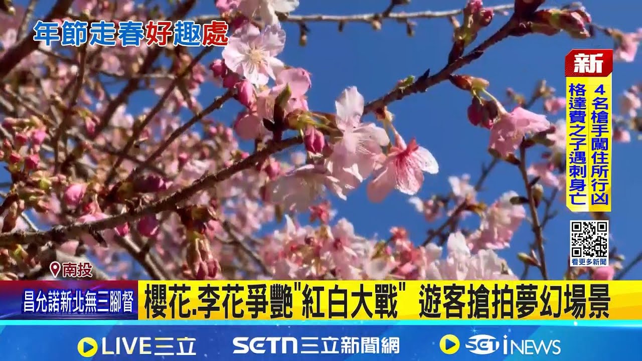 櫻花.李花爭艷
