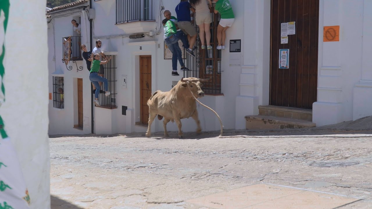 Lunes del Toro de cuerda Grazalema aguardentero prieto de la cal 12:00