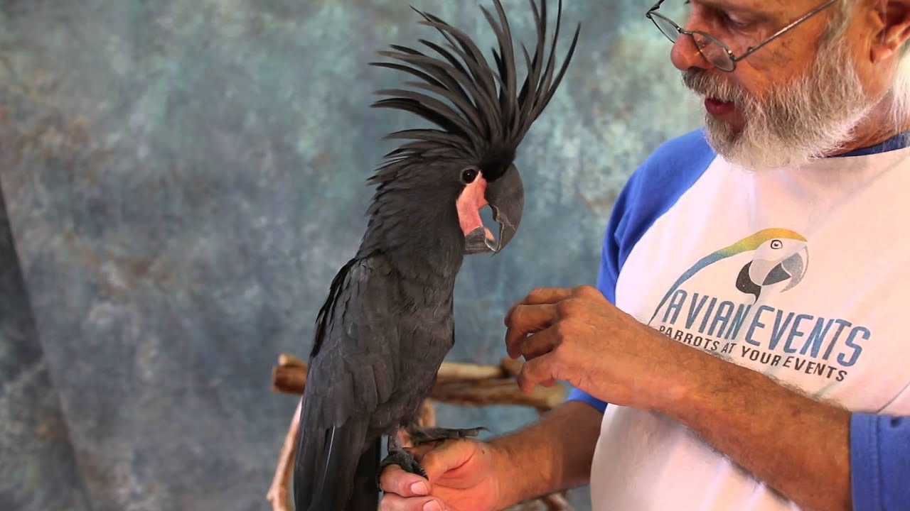 MEET SHADOW, A BLACK PALM COCKATOO