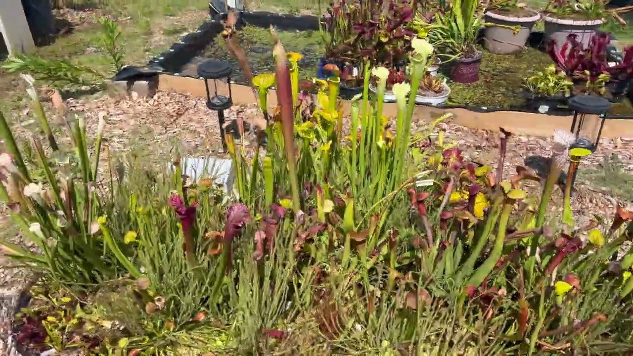 Bog Garden Update: The Revenge of the Leucos and Sundews!!!