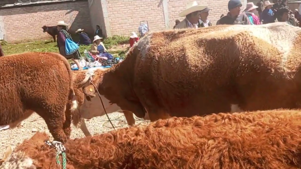 Feria ganadera de Samangay Chota departamento Cajamarca Perú..