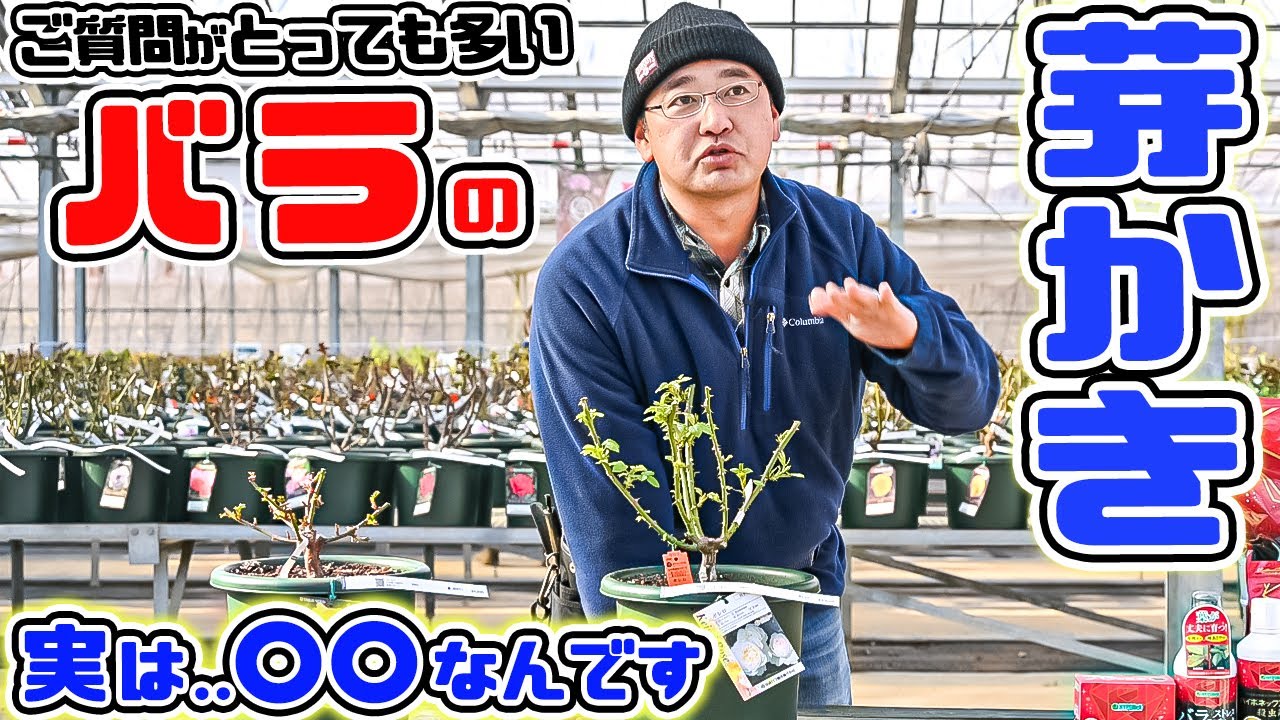 【気になる!バラの管理事情】実は..【芽かき】は〇〇なんです【高木大輔さん】