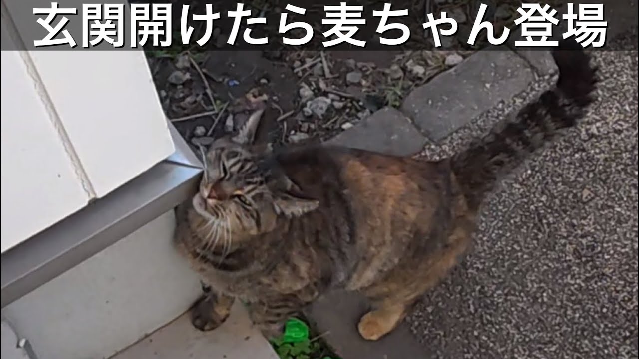 ドアを開けたら、麦ちゃんがお出迎え。野良猫、地域猫に餌やり。